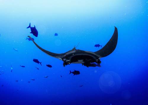 manta ray black sting ray wallpaper fish